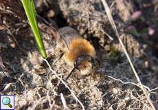 Flaum-Sandbiene (Mining Bee, Andrena nitida)