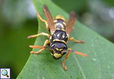 Gallische Feldwespe (Wasp, Polistes dominula)