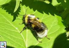 Gartenhummel (Garden Bumblebee, Bombus hortorum)