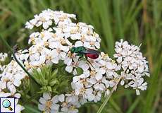 Gemeine Goldwespe (Rubytail Wasp, Chrysis ignita)