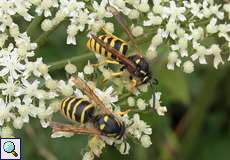 Gemeine Wespe (Common Wasp, Vespula vulgaris)