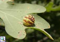 Galle einer Gestreiften Eichengallwespe (Gall Wasp, Cynips longiventris)