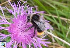 Männliche Grashummel (Red Shanked Carder Bee, Bombus ruderarius)