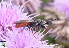 Große Blutbiene (Parasitic Bee, Sphecodes albilabris)