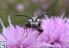 Große Blutbiene (Parasitic Bee, Sphecodes albilabris)