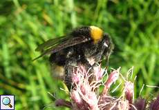 Keusche Kuckuckshummel (Vestal Cuckoo Bee, Bombus vestalis)