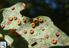 Gallen von Neuroterus numismalis