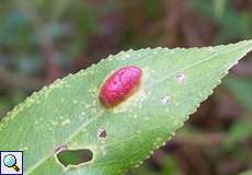 Galle von Pontania proxima