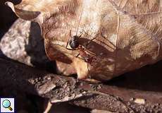 Rote Waldameise (Southern Wood Ant, Formica rufa)