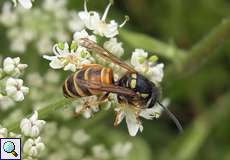 Rote Wespe (Red Wasp, Vespula rufa)