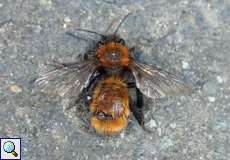 Rotpelzige Sandbiene (Tawny Mining Bee, Andrena fulva)