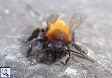 Rotpelzige Sandbiene (Tawny Mining Bee, Andrena fulva)