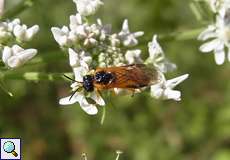 Gräserblattwespe (Sawfly, Selandria serva)