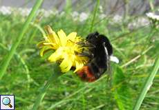 Weibliche Steinhummel (Red-tailed Bumblebee, Bombus lapidarius)