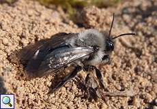 Weidensandbiene (Mining Bee, Andrena vaga)