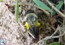 Weidensandbiene (Mining Bee, Andrena vaga)