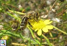 Westliche Honigbiene (Western Honey Bee, Apis mellifera)