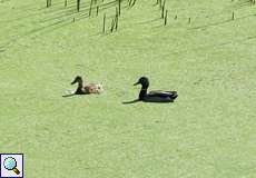 Stockenten (Anas platyrhynchos) im NSG Am Hornpottweg