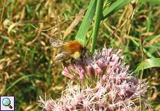 Ackerhummel (Bombus pascuorum) im NSG Am Hornpottweg