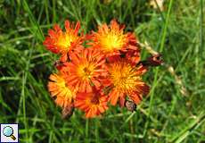 Orangerote Habichtskraut (Pilosella aurantiaca) im NSG Am Hornpottweg