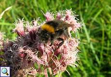 Keusche Kuckuckshummel (Bombus vestalis) im NSG Am Hornpottweg