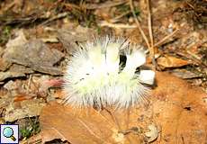 Raupe eines Buchen-Streckfußes (Calliteara pudibunda) im NSG Am Hornpottweg