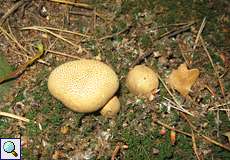 Dickschaliger Kartoffelbovist (Common Earthball, Scleroderma citrinum)