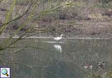 Silberreiher (Egretta alba) im NSG Am Hornpottweg