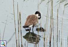 Kanadagans (Branta canadensis) im NSG Am Hornpottweg