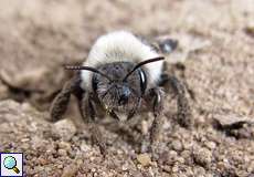 Weidensandbiene (Andrena vaga) im NSG Am Hornpottweg