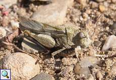 Blauflügelige Ödlandschrecke (Blue-winged Grasshopper, Oedipoda caerulescens)