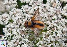 Männliche Breitflügelige Raupenfliege (Tachinid Fly, Ectophasia crassipennis)