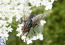 Fleischfliege (Flesh Fly, Sarcophaga sp.)