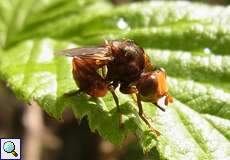 Männliche Gemeine Breitstirnblasenkopffliege (Thick-headed Fly, Sicus ferrugineus)