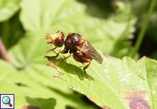 Männliche Gemeine Breitstirnblasenkopffliege (Thick-headed Fly, Sicus ferrugineus)