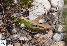 Gemeiner Grashüpfer (Meadow Grashopper, Pseudochorthippus parallelus)