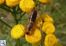 Gemeiner Ohrwurm (Earwig, Forficula auricularia)