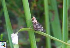 Gepunktete Hornfliege (Trypetoptera punctulata)