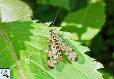 Weibliche Gewöhnliche Skorpionsfliege (Scorpionfly, Panorpa communis)