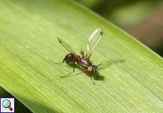 Glänzende Schwingfliege (Lesser Dung Fly, Sepsis fulgens)