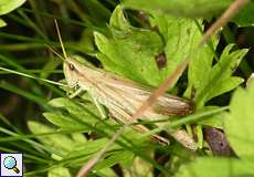 Weibliche Große Goldschrecke (Large Gold Grashopper, Chrysochraon dispar)