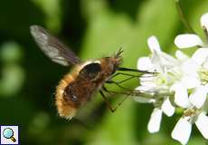 Großer Wollschweber (Large Bee Fly, Bombylius major)