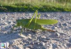 Weibliches Grünes Heupferd (Great Green Bush-cricket, Tettigonia viridissima)