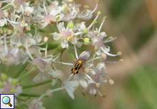 Halmfliege (Yellow Swarming Fly, Thaumatomyia notata)