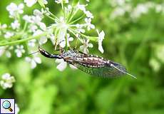 Weibliche Kamelhalsfliege (Snakefly, Raphidioptera)