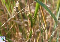 Männliche Langflügelige Schwertschrecke (Long-winged Conehead, Conocephalus fuscus)