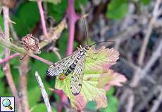 Männliche Deutsche Skorpionsfliege (Scorpionfly, Panorpa germanica)