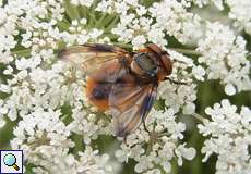 Phasia hemiptera, Männchen