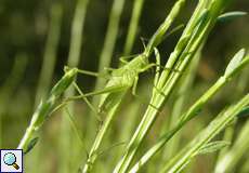 Männliche Punktierte Zartschrecke (Speckled Bush Cricket, Leptophyes punctatissima)