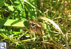 Männliche Roesels Beißschrecke (Roesel's Bush-Cricket, Roeseliana roeselii)